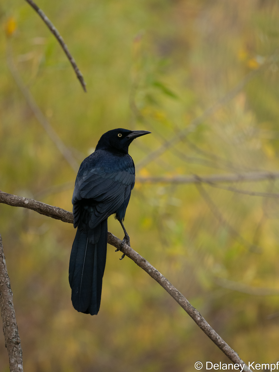 Great-tailed Grackle - ML639305402