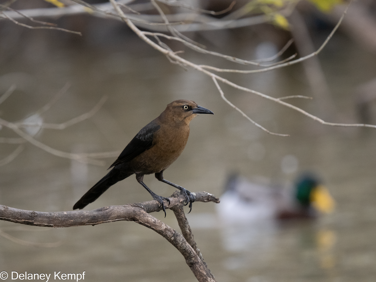 Great-tailed Grackle - ML639305403