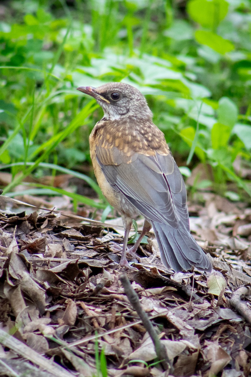 Rufous-backed Robin - ML639305500