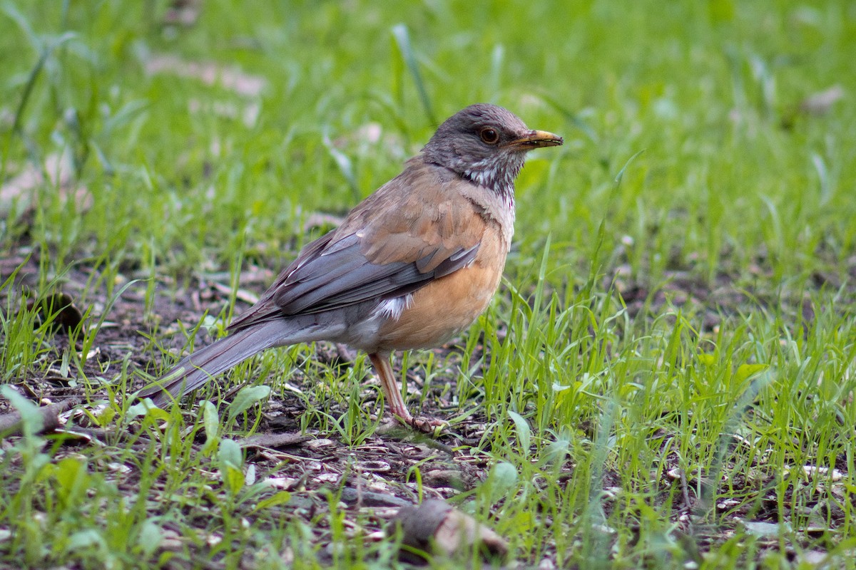 Rufous-backed Robin - ML639305501