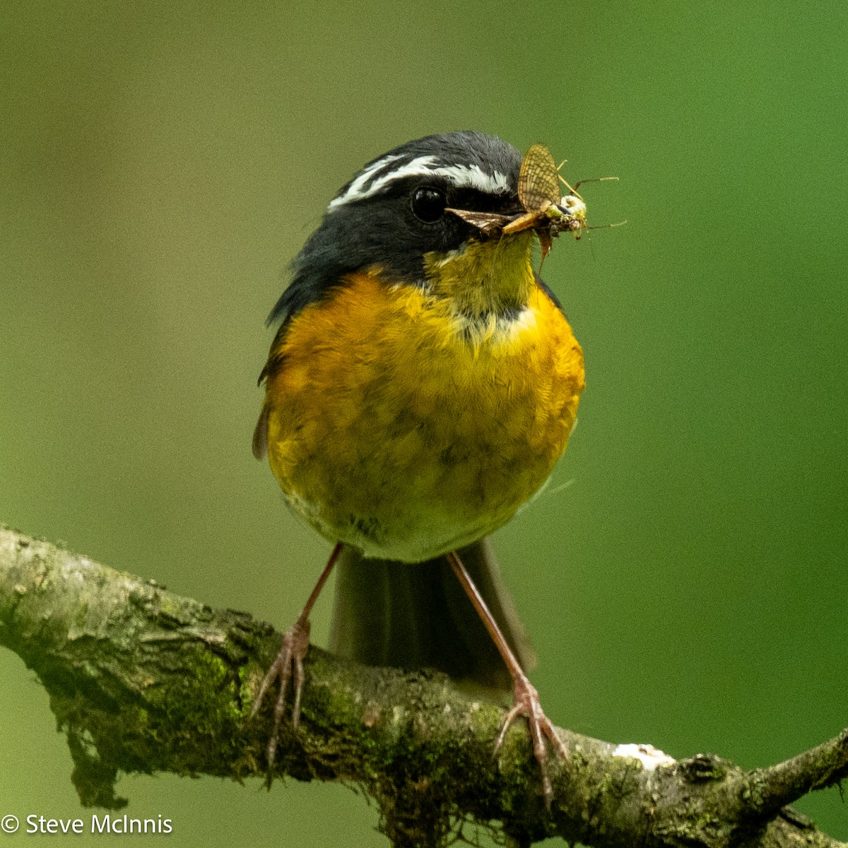 White-browed Bush-Robin - ML639305556
