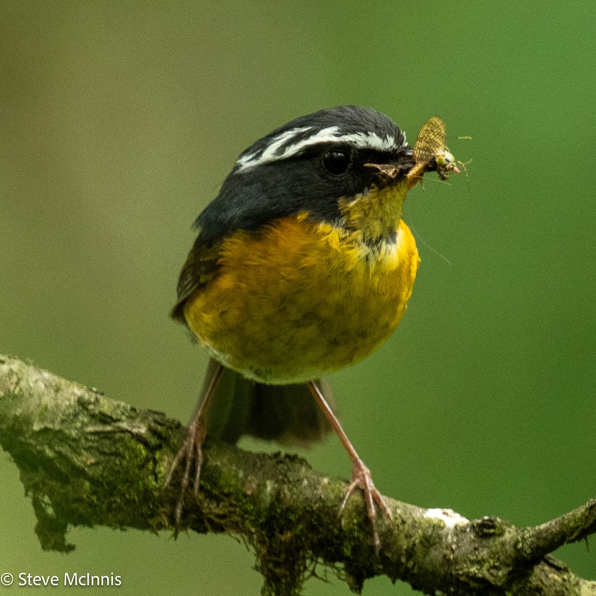 White-browed Bush-Robin - ML639305557