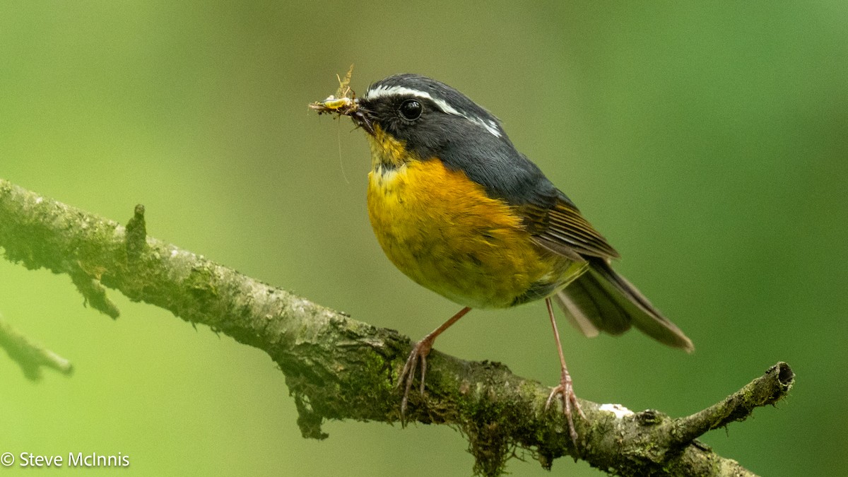 White-browed Bush-Robin - ML639305558