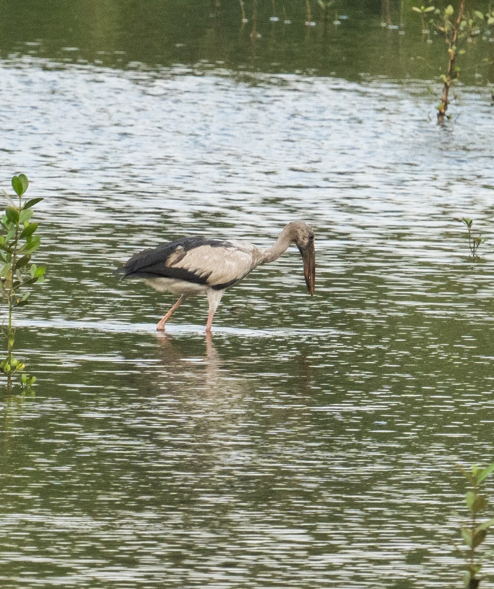 Asian Openbill - ML639305593