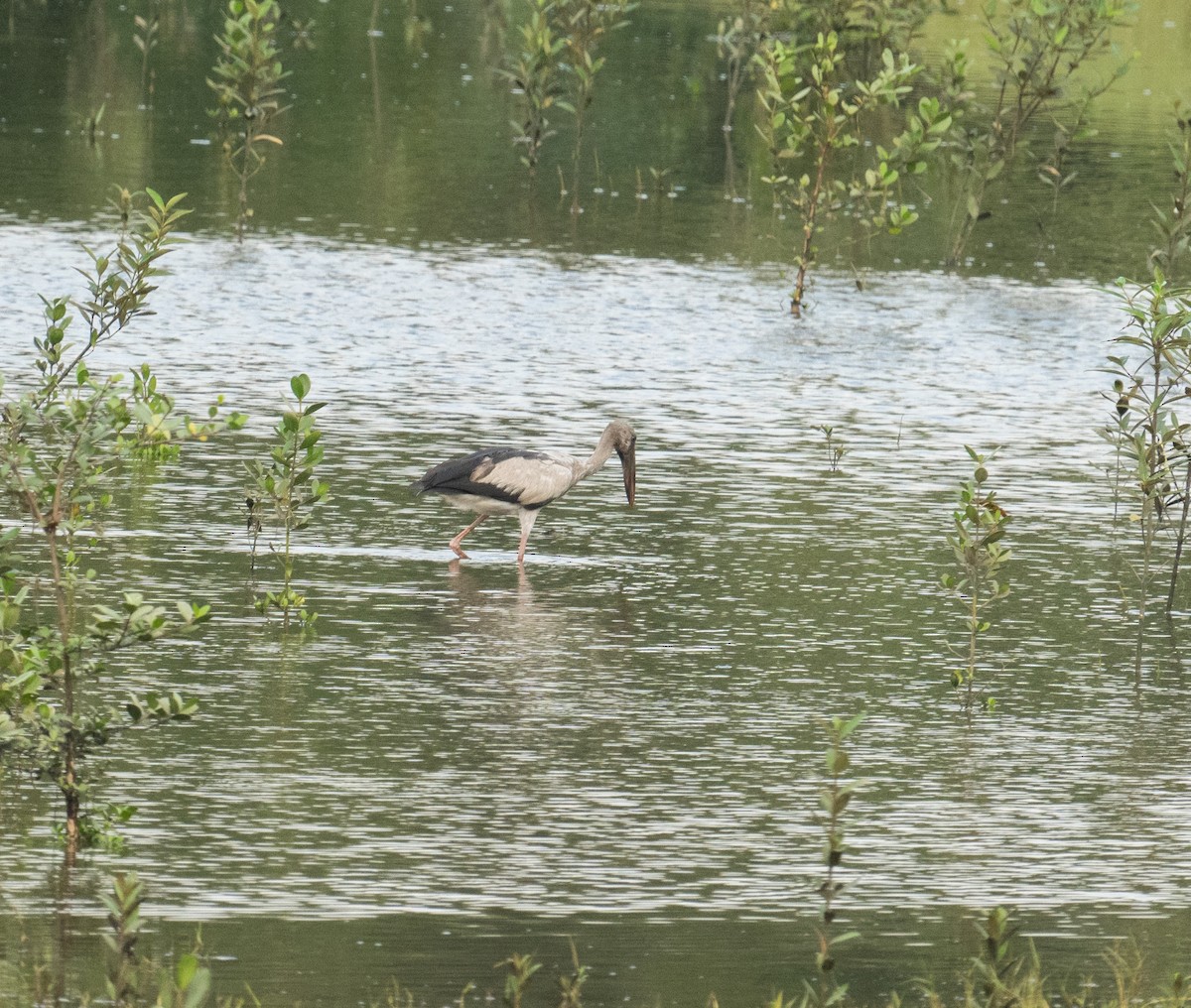 Asian Openbill - ML639305594