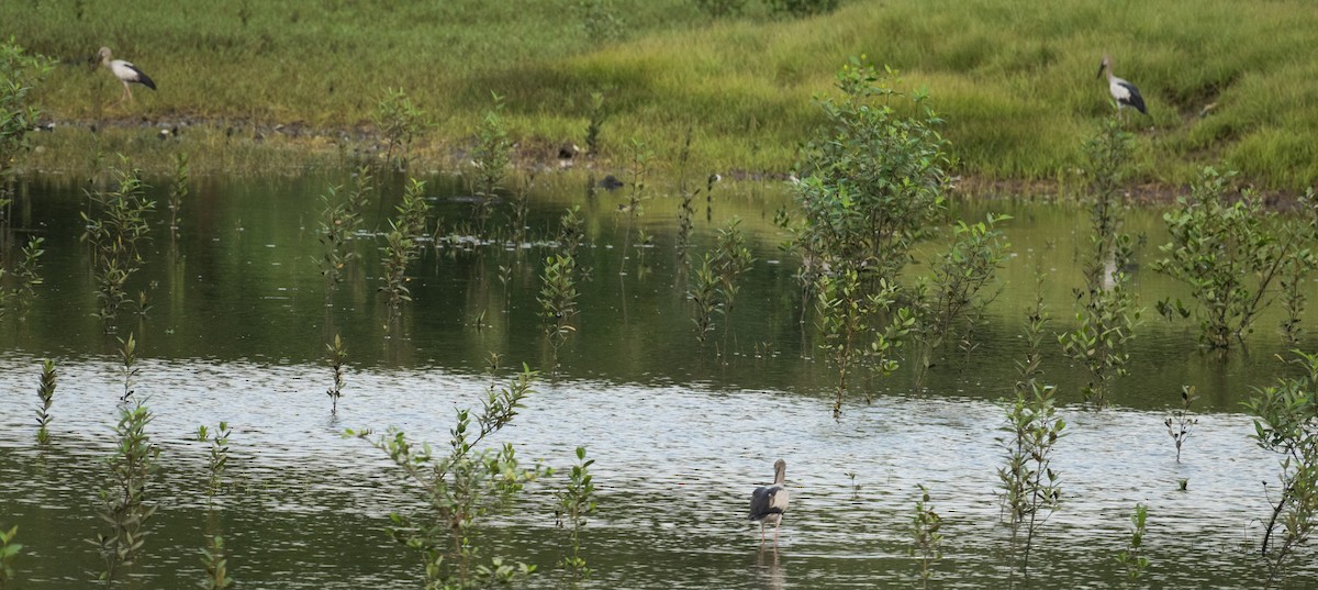 Asian Openbill - ML639305595