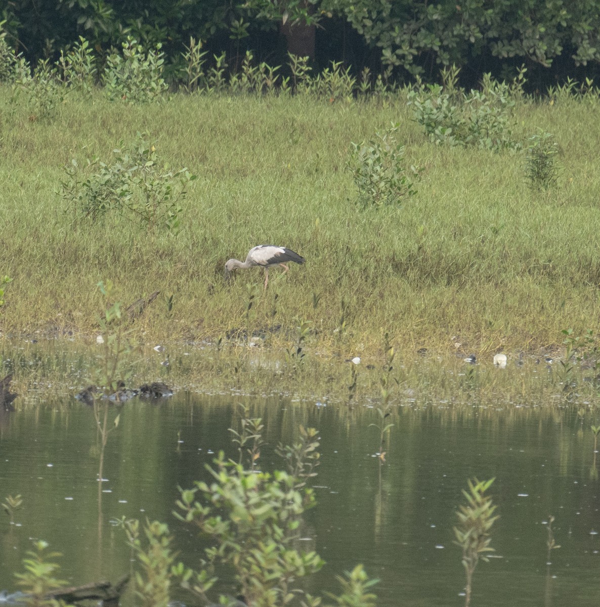 Asian Openbill - ML639305632