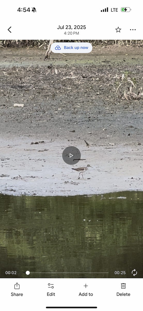 Solitary Sandpiper - ML639305660