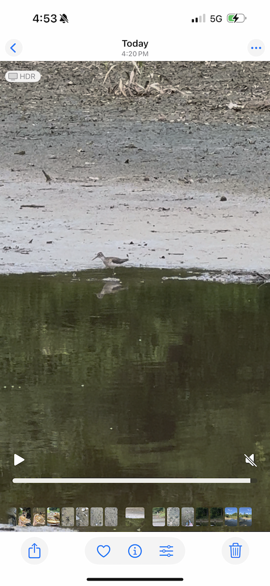 Solitary Sandpiper - ML639305661
