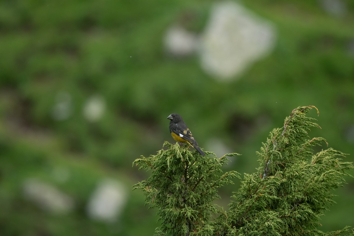 White-winged Grosbeak - ML639305662
