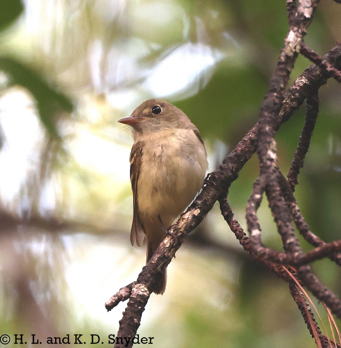 Acadian Flycatcher - ML639305742