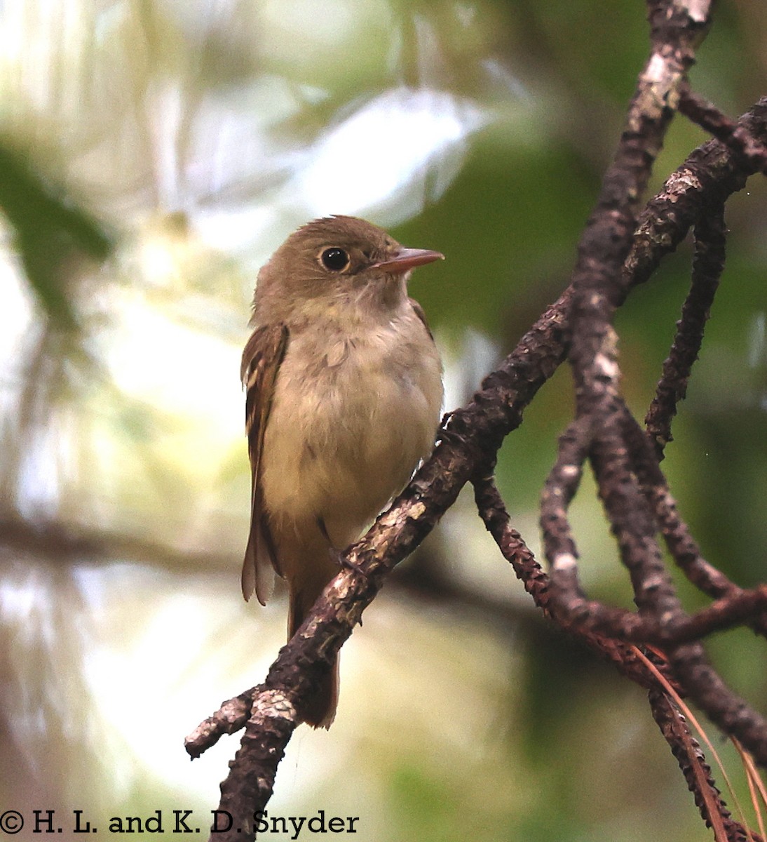 Acadian Flycatcher - ML639305743