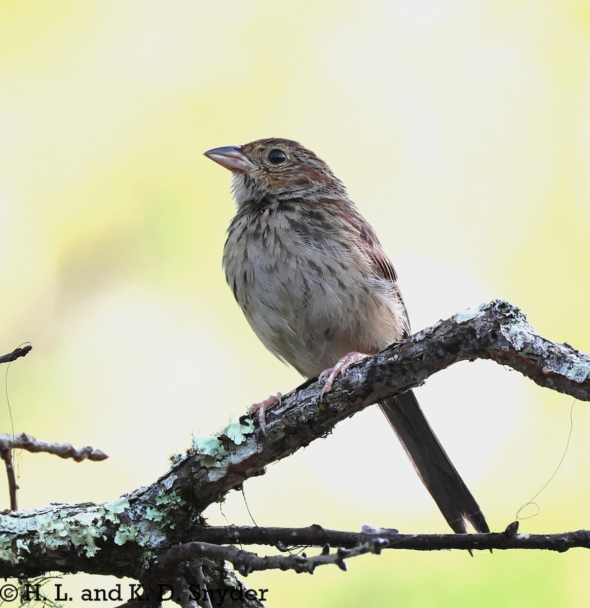 Bachman's Sparrow - ML639305754