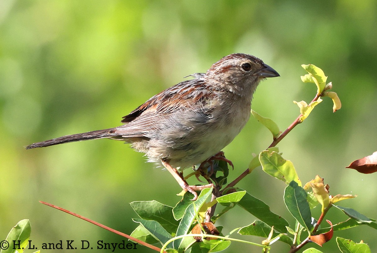 Bachman's Sparrow - ML639305755