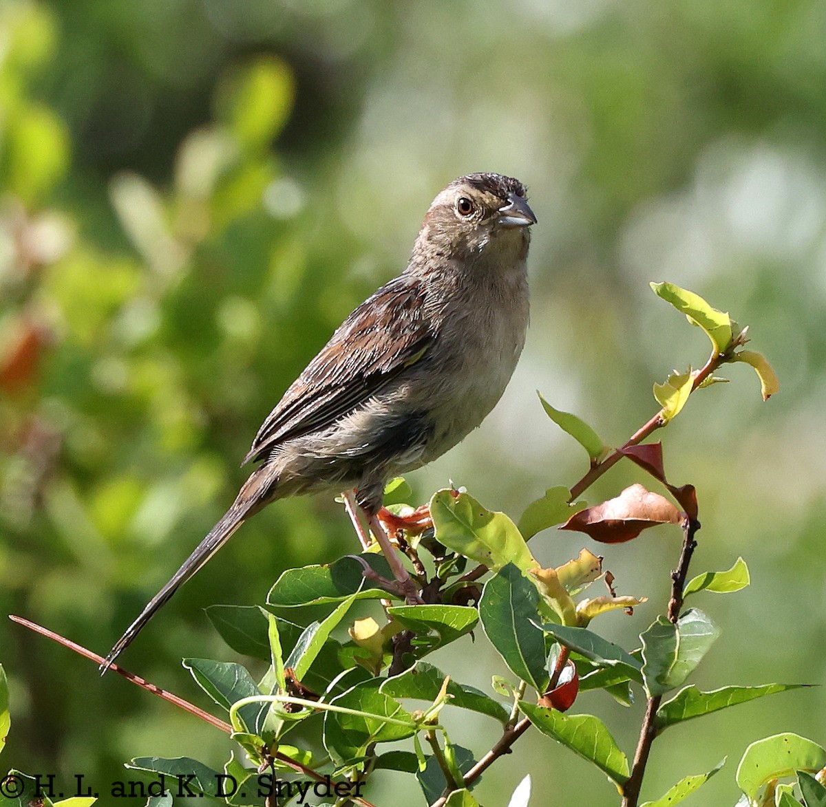 Bachman's Sparrow - ML639305756
