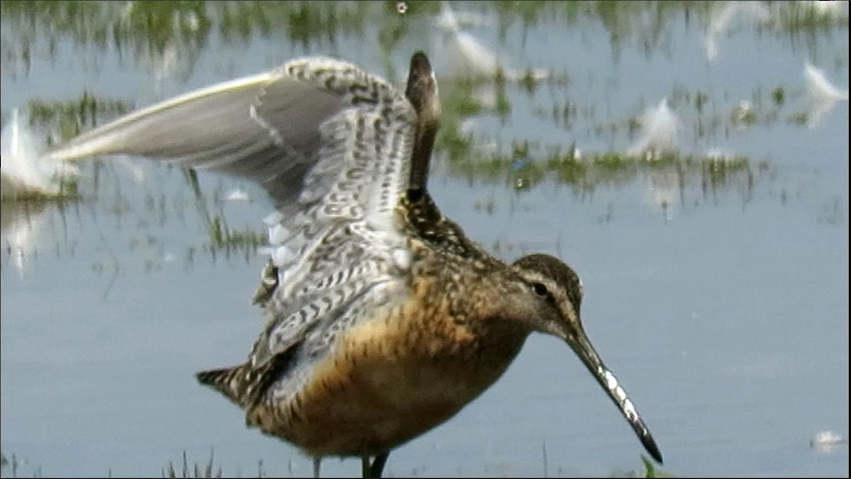 Long-billed Dowitcher - ML639305827