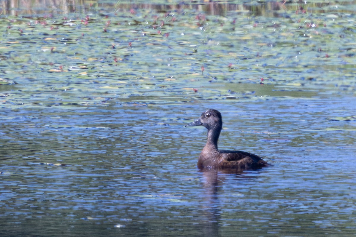 Ring-necked Duck - ML639305889