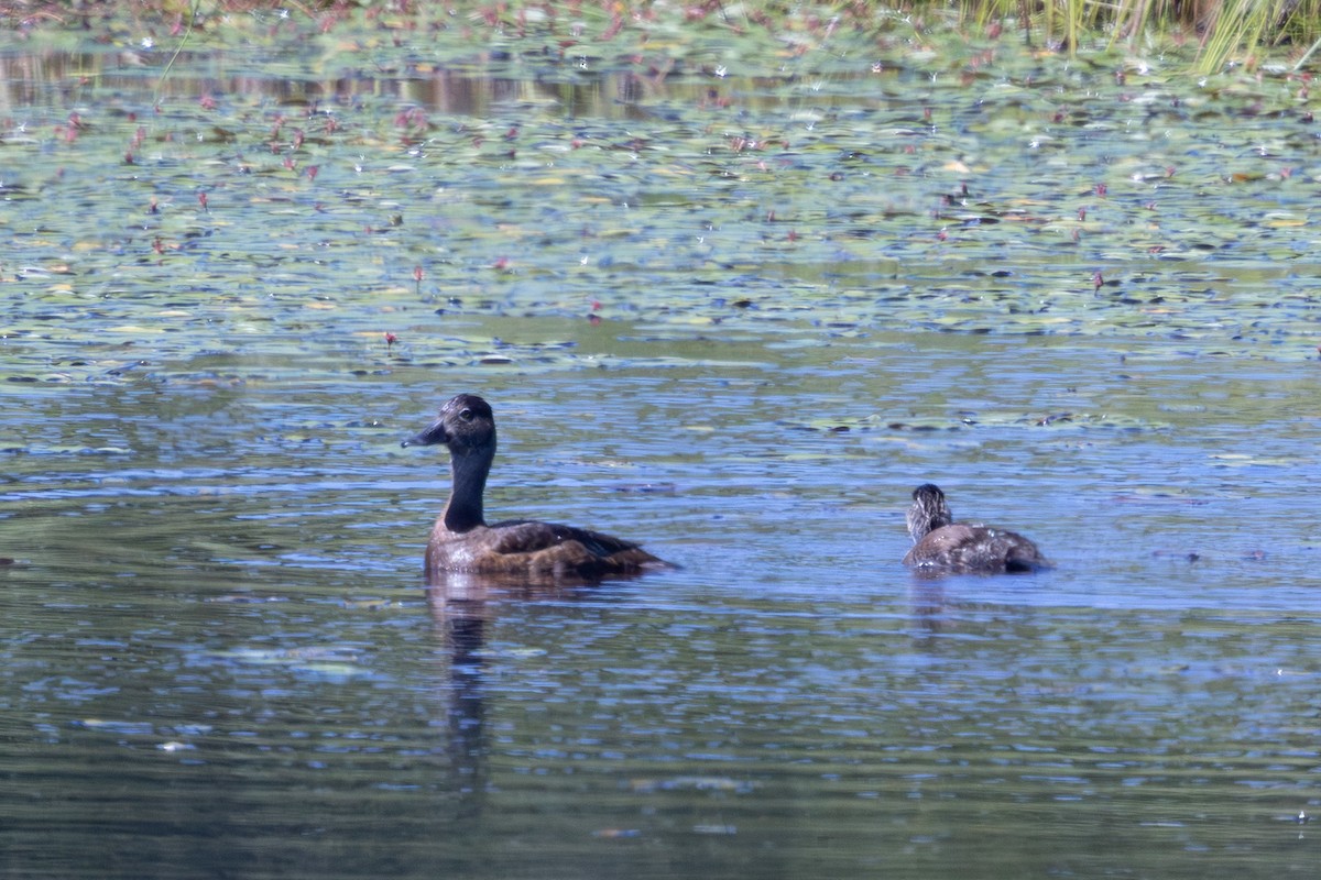 Ring-necked Duck - ML639305895