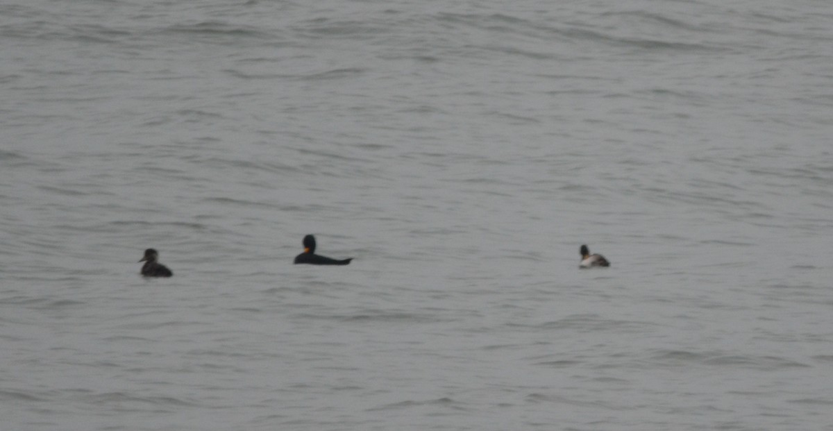 Black Scoter - ML639306103