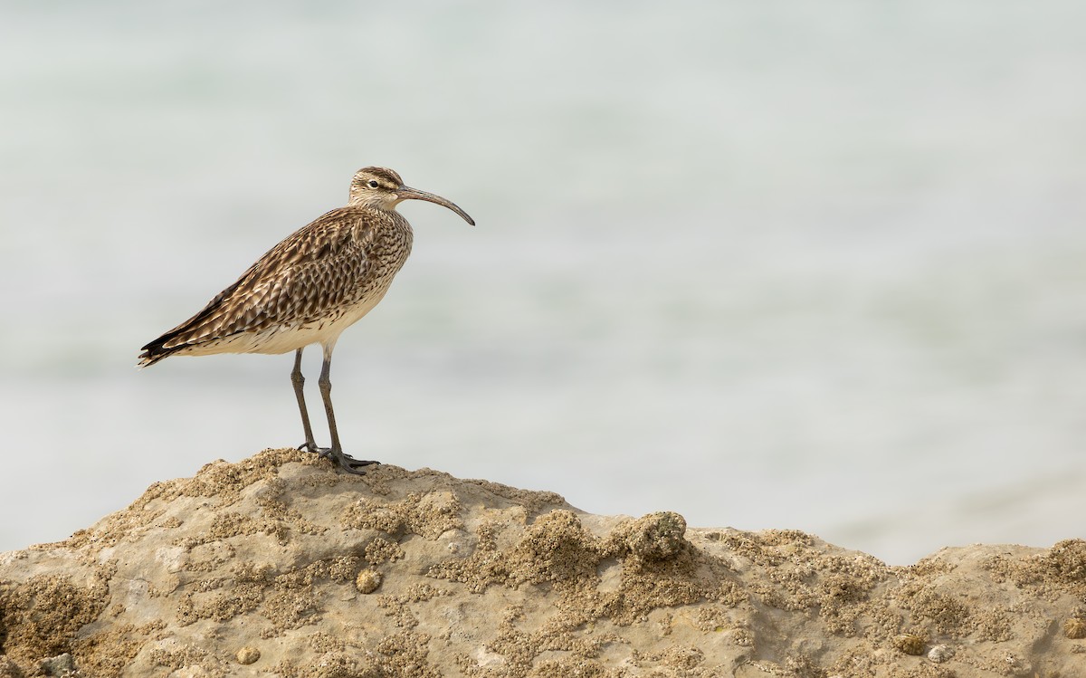 Eurasian Whimbrel - ML639306125