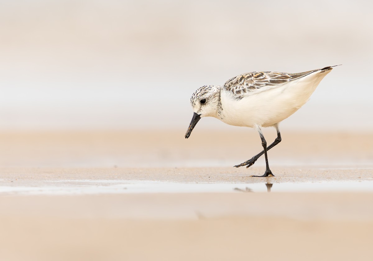 Sanderling - ML639306141