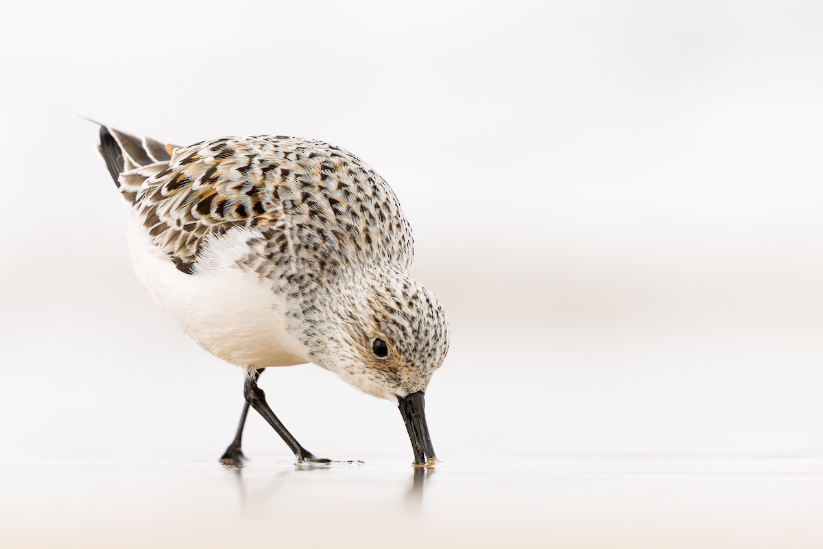 Sanderling - ML639306142