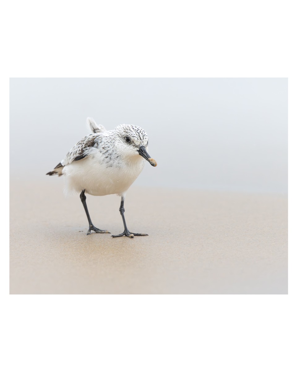 Sanderling - ML639306143