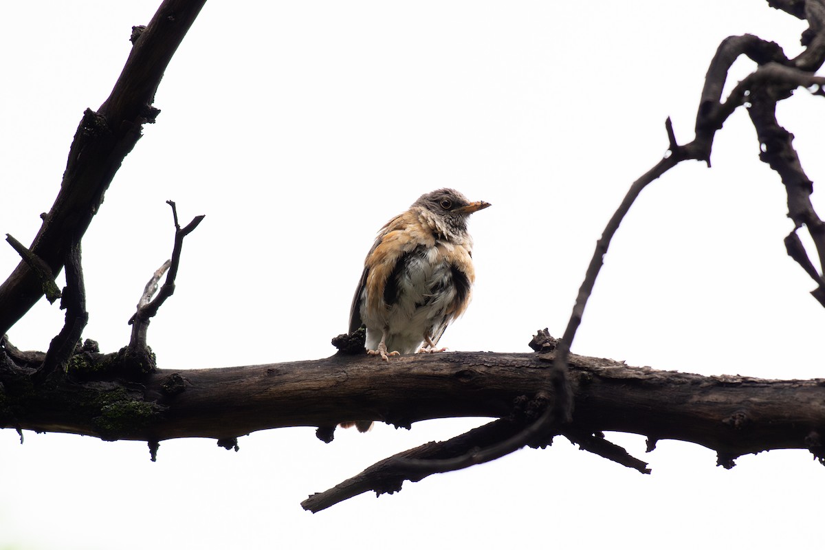 Rufous-backed Robin - ML639306154
