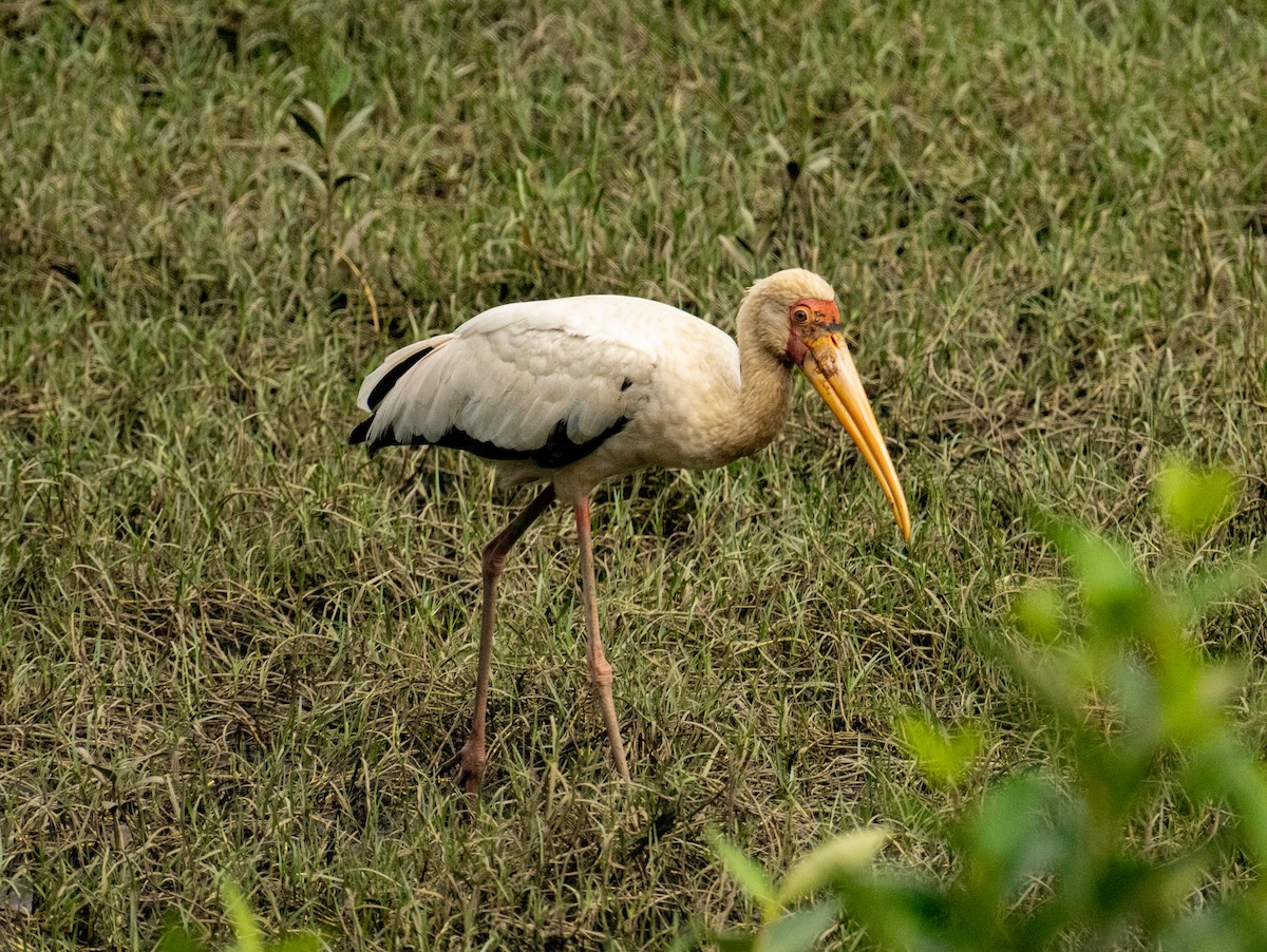 Milky Stork - ML639306300