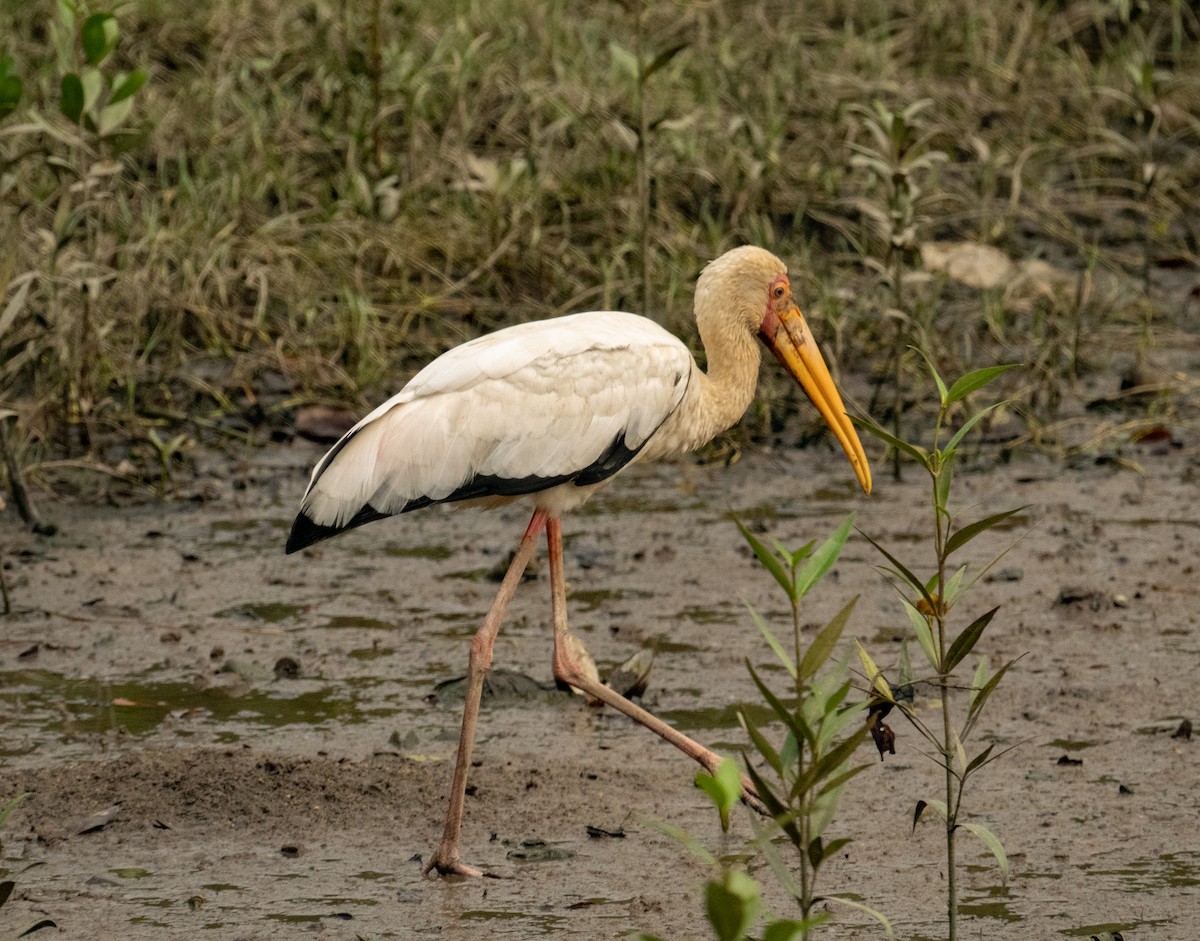 Milky Stork - ML639306301