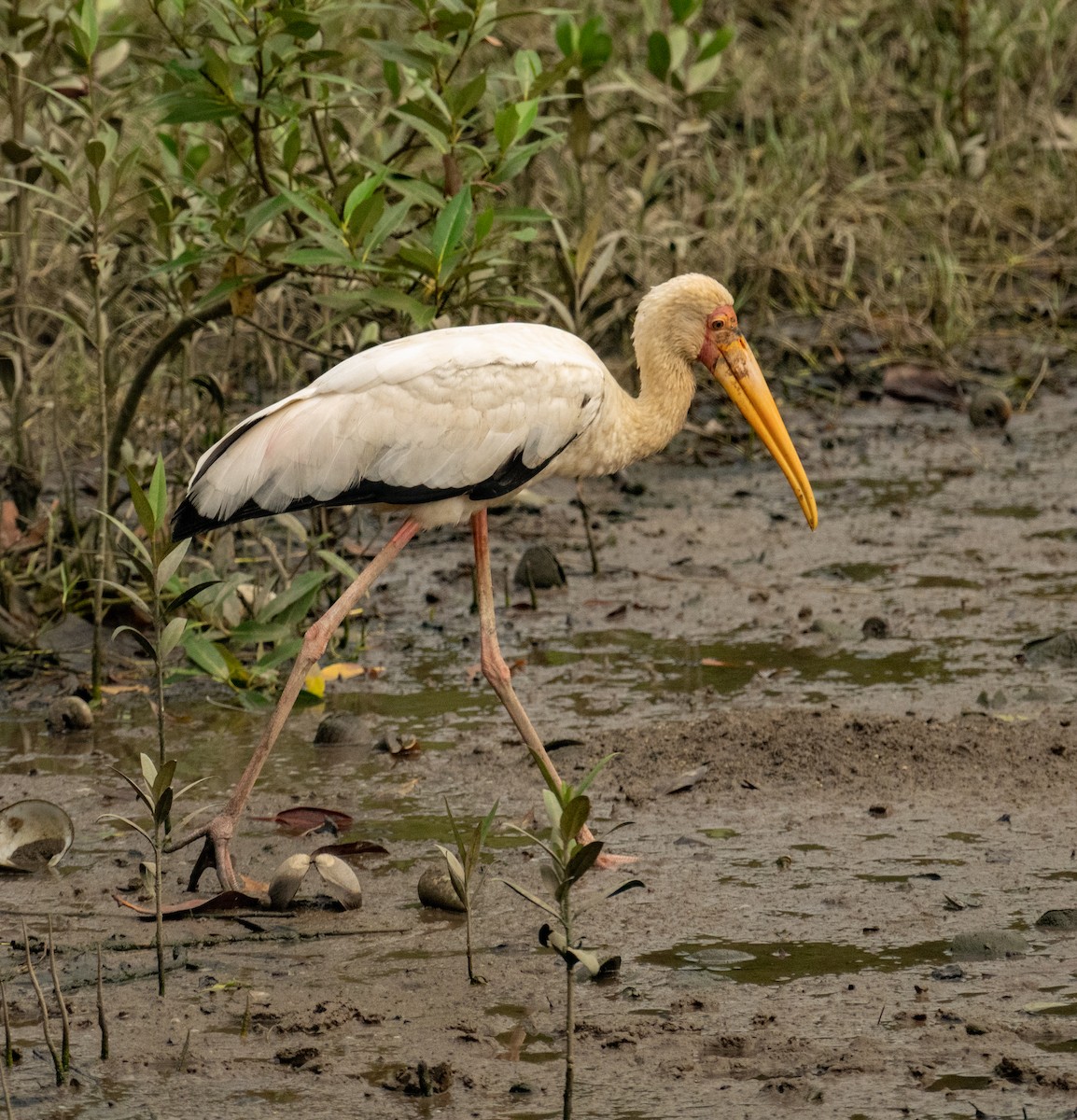 Milky Stork - ML639306303
