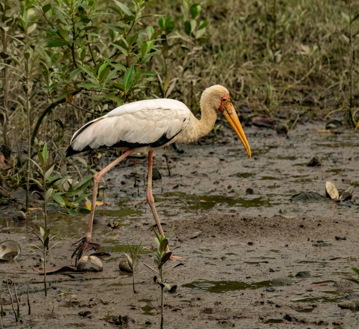 Milky Stork - ML639306304