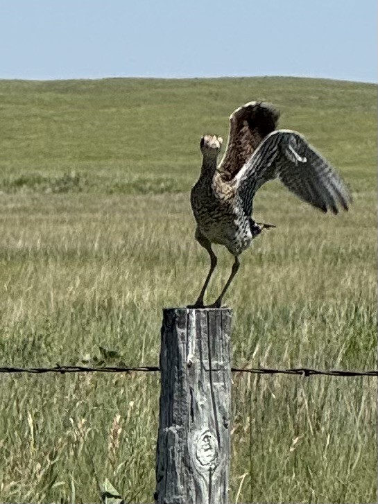 Upland Sandpiper - ML639306312