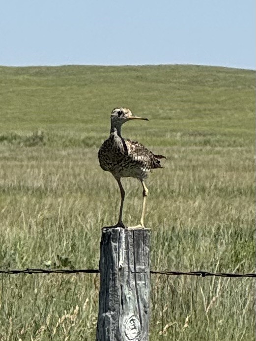 Upland Sandpiper - ML639306314