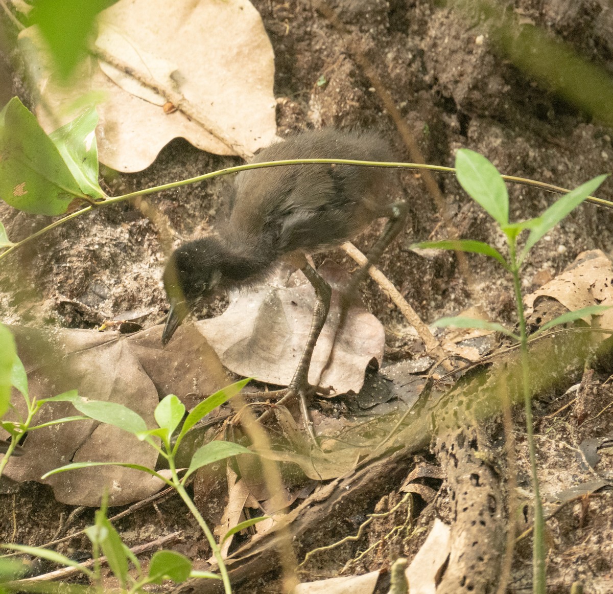 White-breasted Waterhen - ML639306315