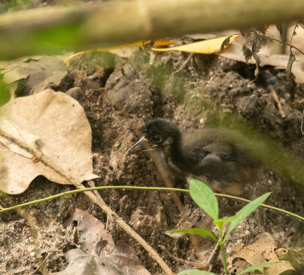 White-breasted Waterhen - ML639306316