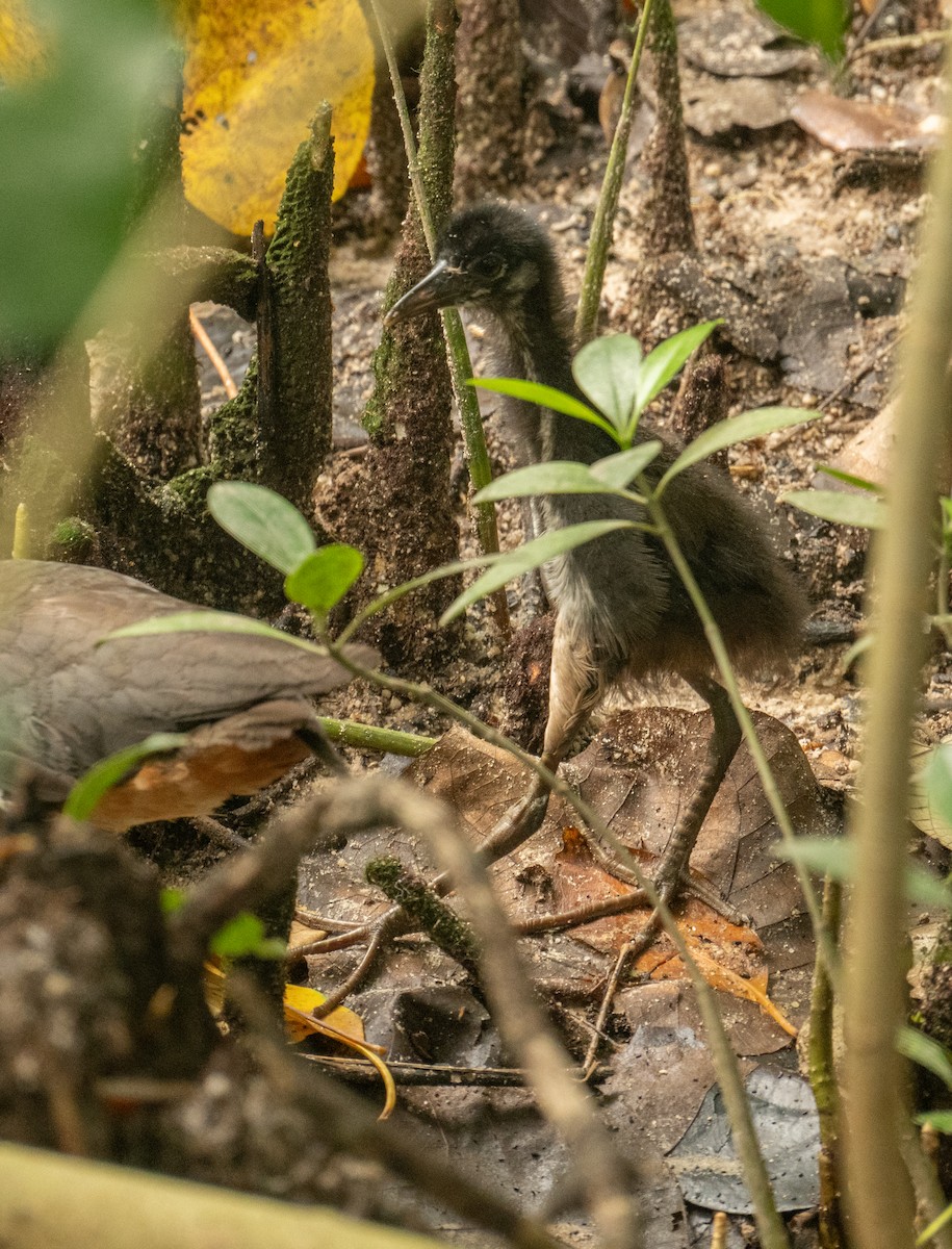 White-breasted Waterhen - ML639306318