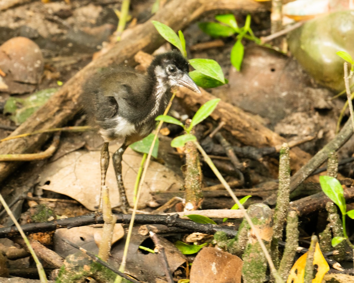White-breasted Waterhen - ML639306319