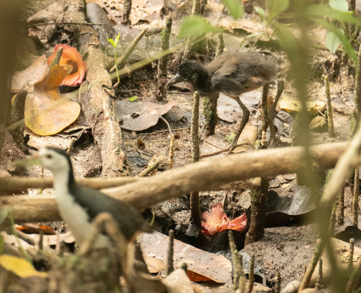 White-breasted Waterhen - ML639306320