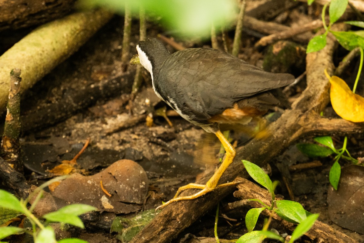 White-breasted Waterhen - ML639306321
