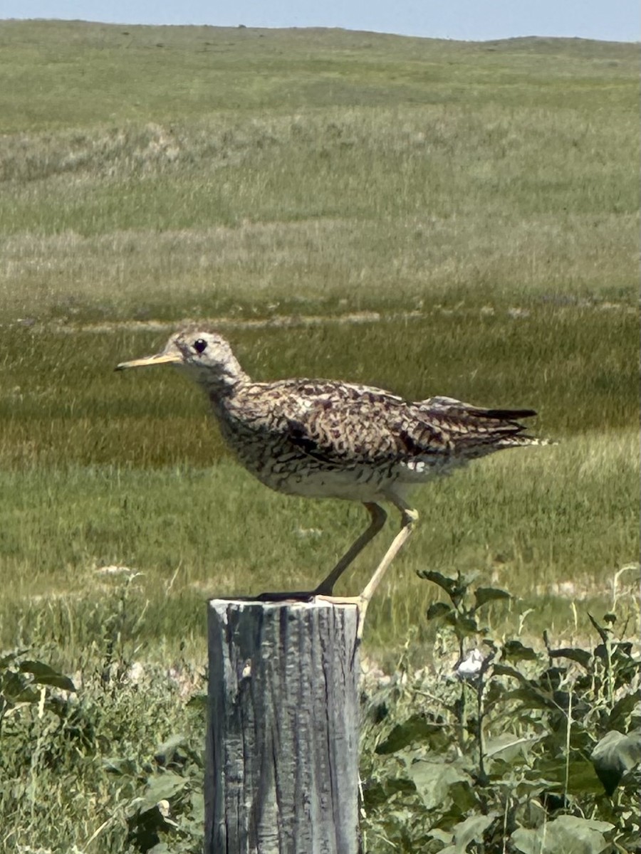 Upland Sandpiper - ML639306322