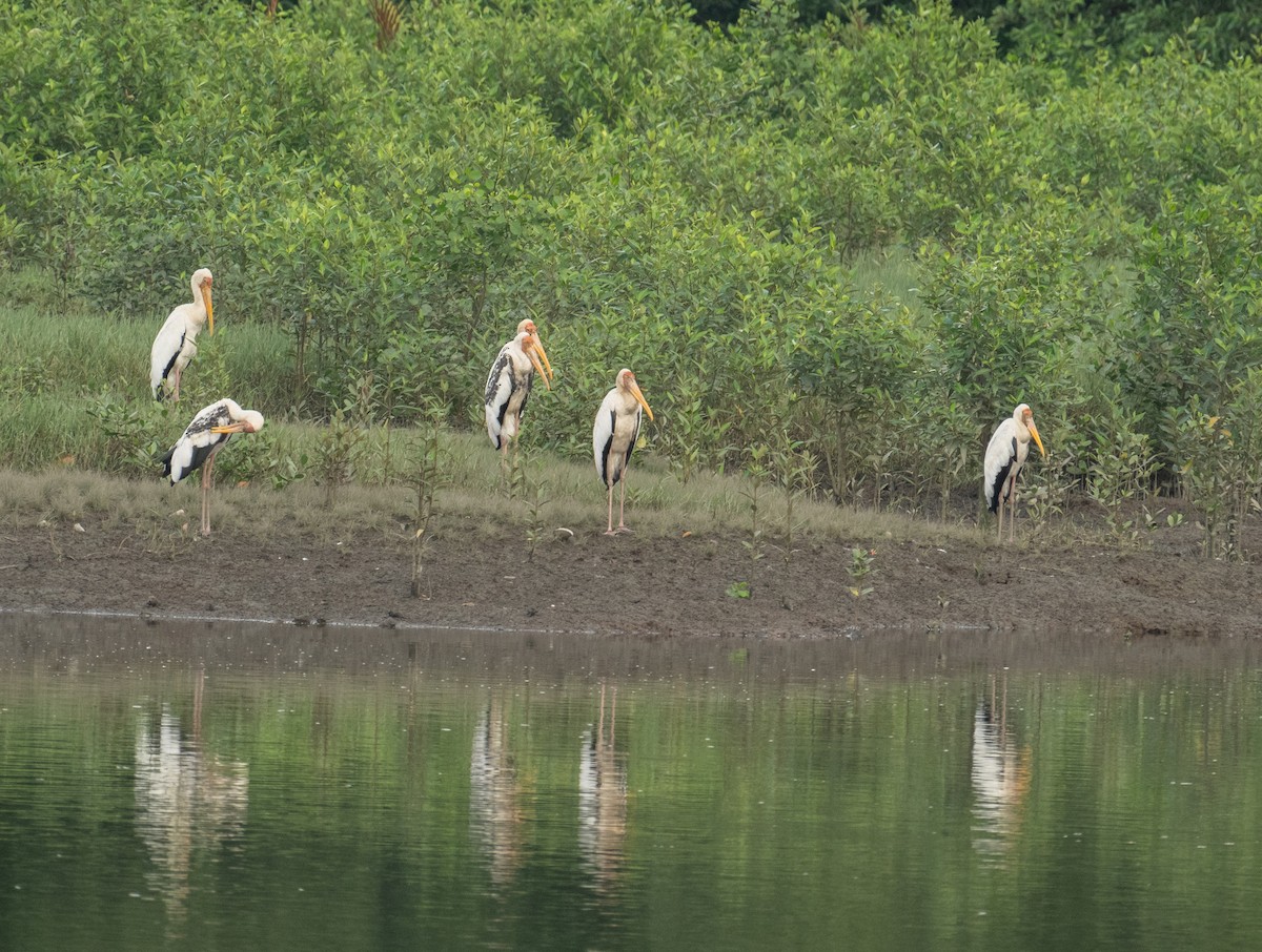 Milky Stork - ML639306332