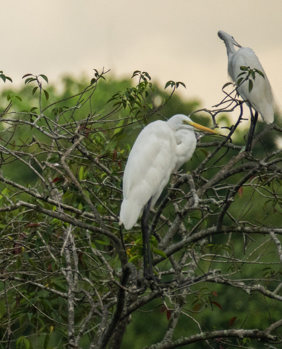 Great Egret - ML639306340