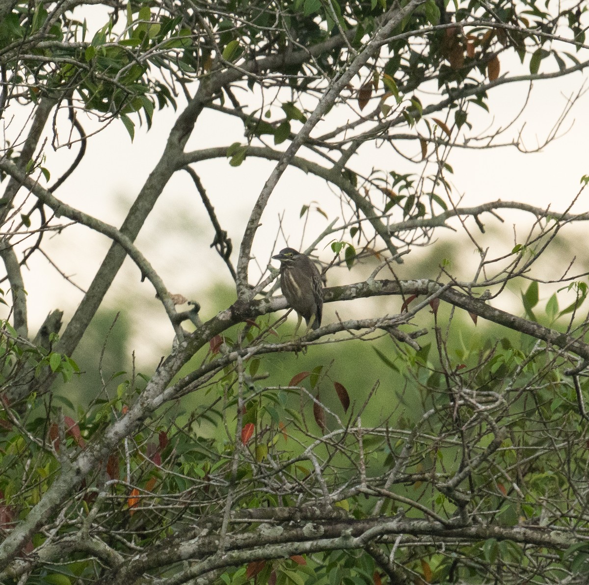 Little Heron - ML639306344