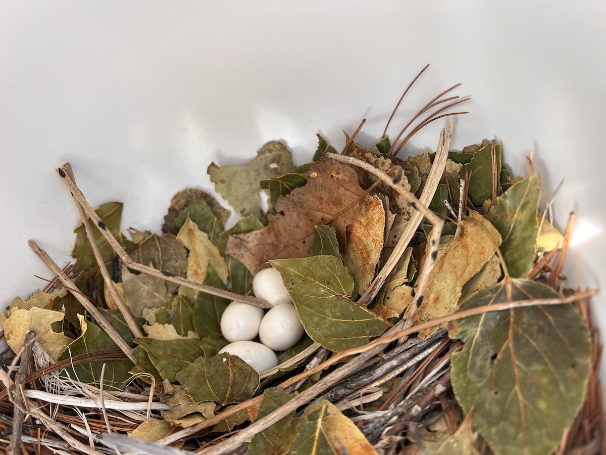 Purple Martin - ML639306352