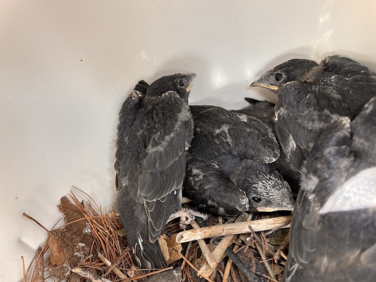 Purple Martin - ML639306355