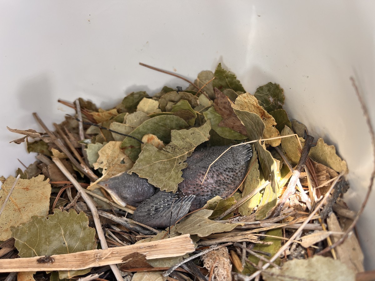 Purple Martin - ML639306370