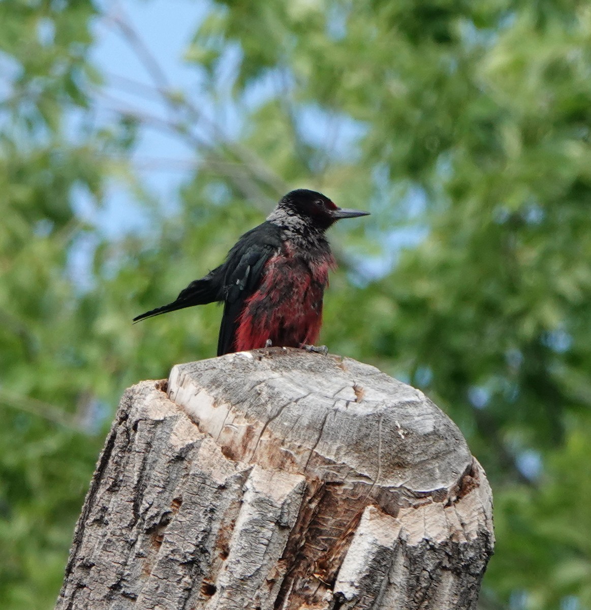 Lewis's Woodpecker - ML639306422