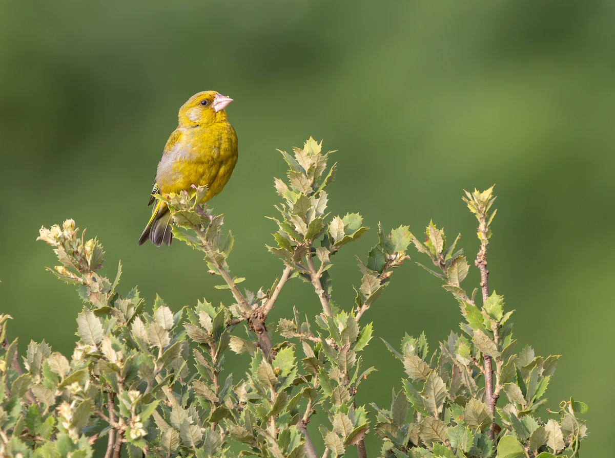 European Greenfinch - ML639306529