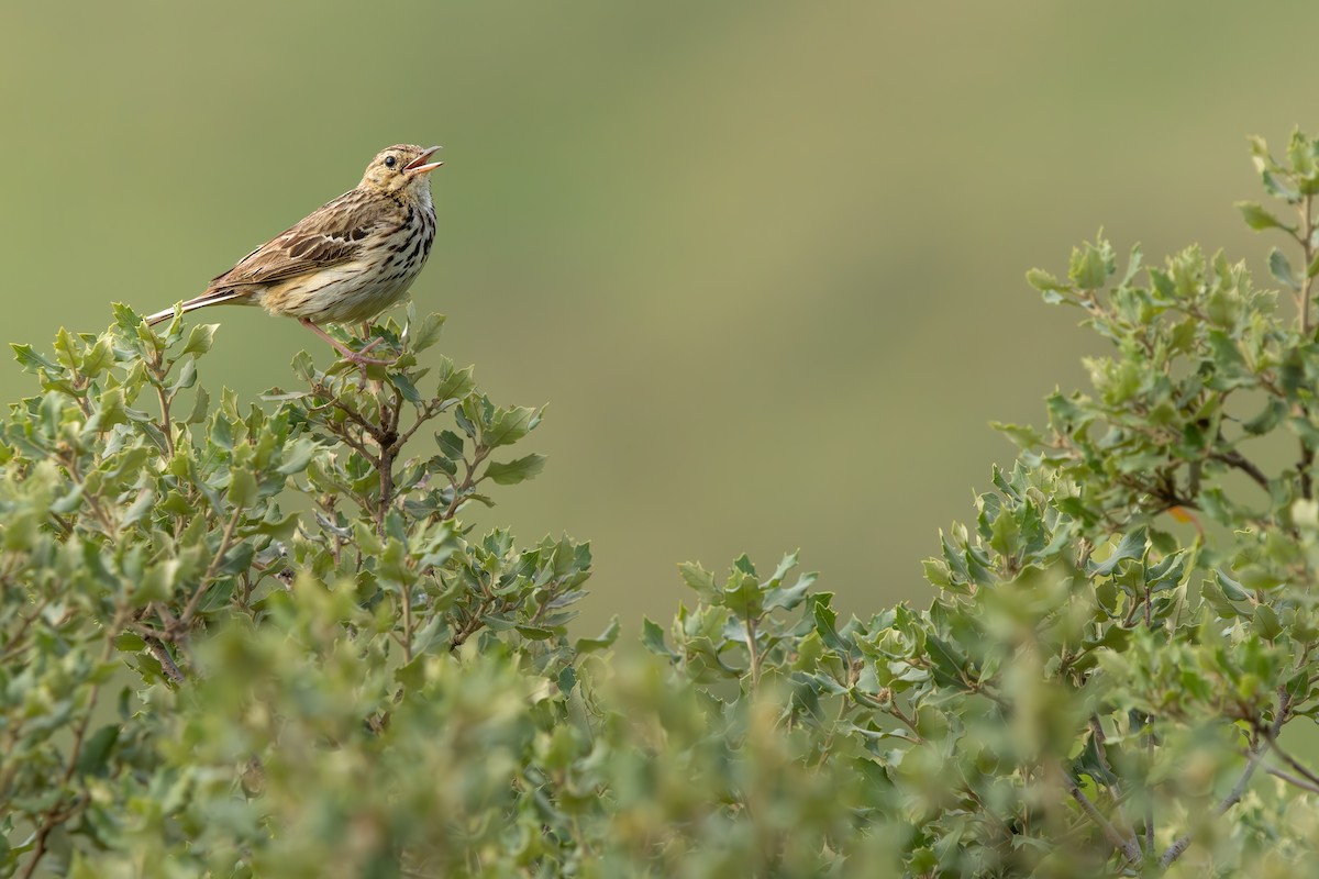 Tree Pipit - ML639306552